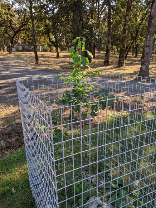 Ginkgo sapling sorounded by a protective metal fence